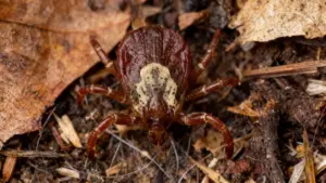 Zecca marrone su terreno umido tra foglie e detriti del giardino