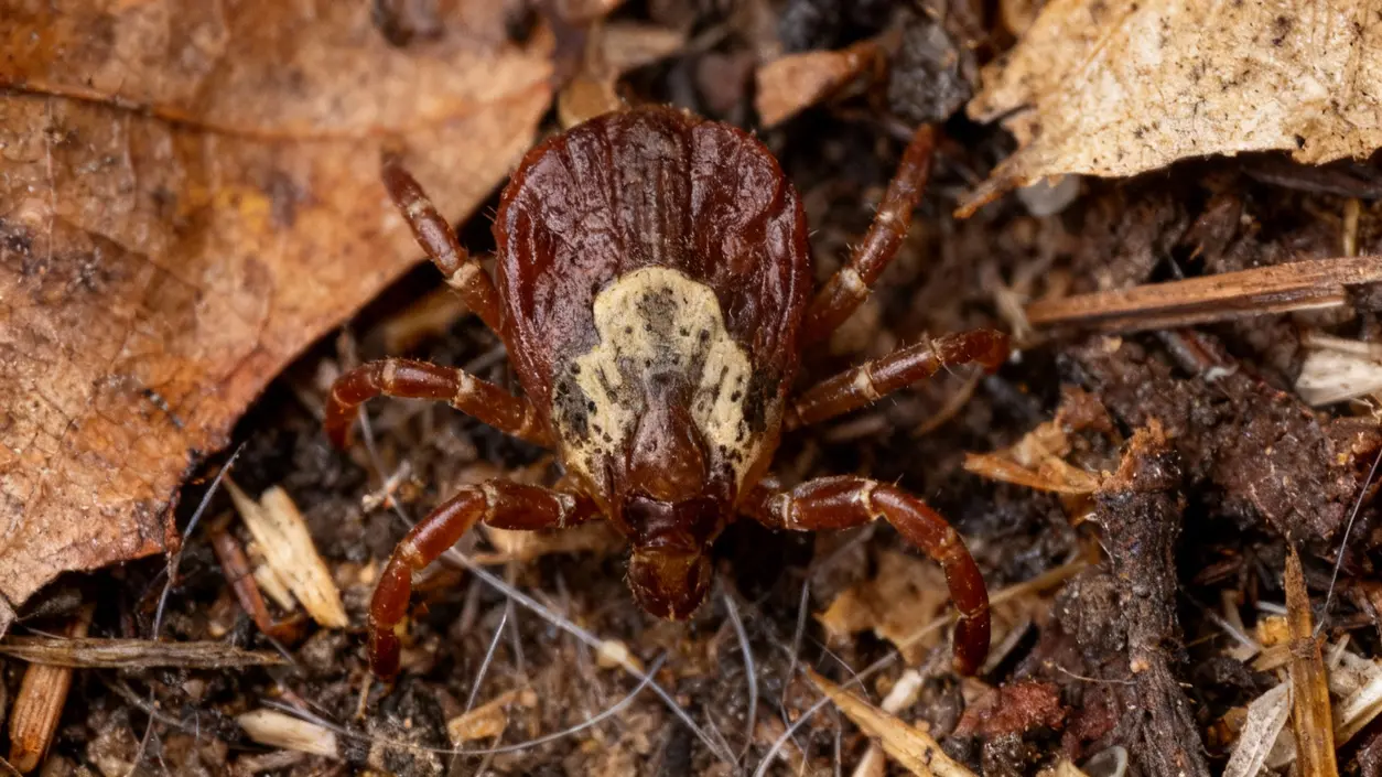 Zecca marrone su terreno umido tra foglie e detriti del giardino