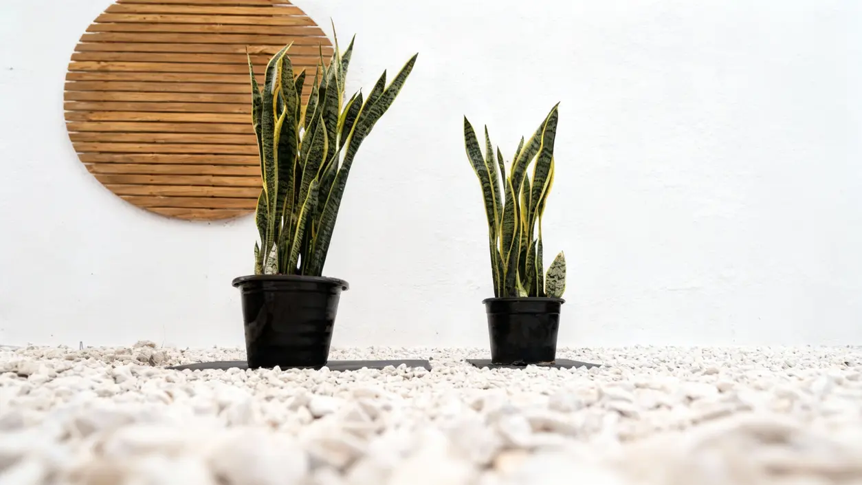 Due piante di sansevieria in vaso su un pavimento con ghiaia bianca davanti a una parete bianca