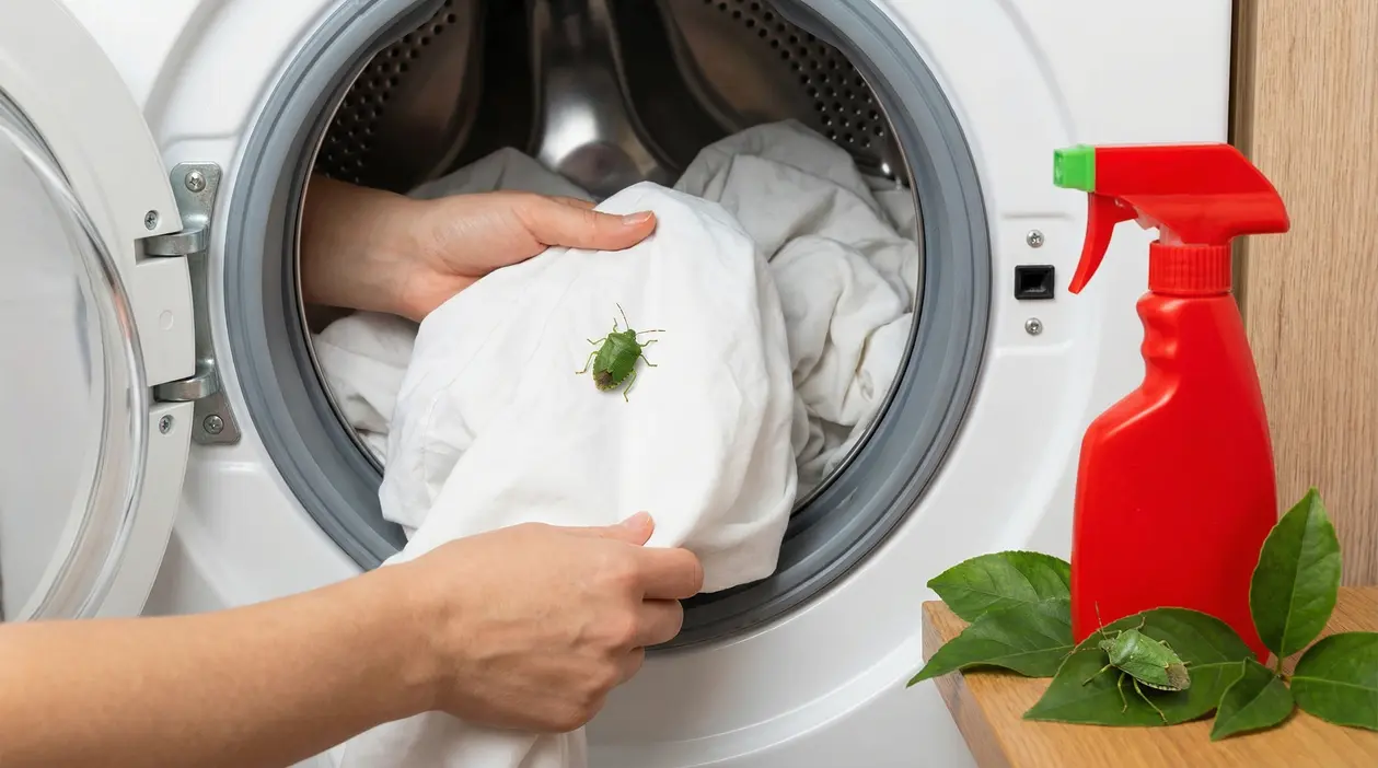 Mani che estraggono lenzuola bianche con una cimice verde da una lavatrice.