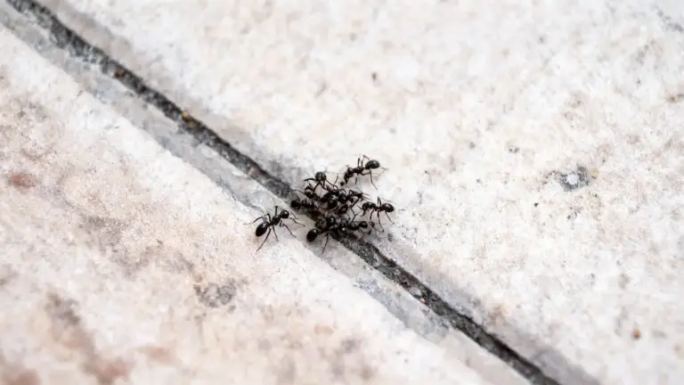 Formiche che si muovono in una fessura tra le piastrelle del pavimento