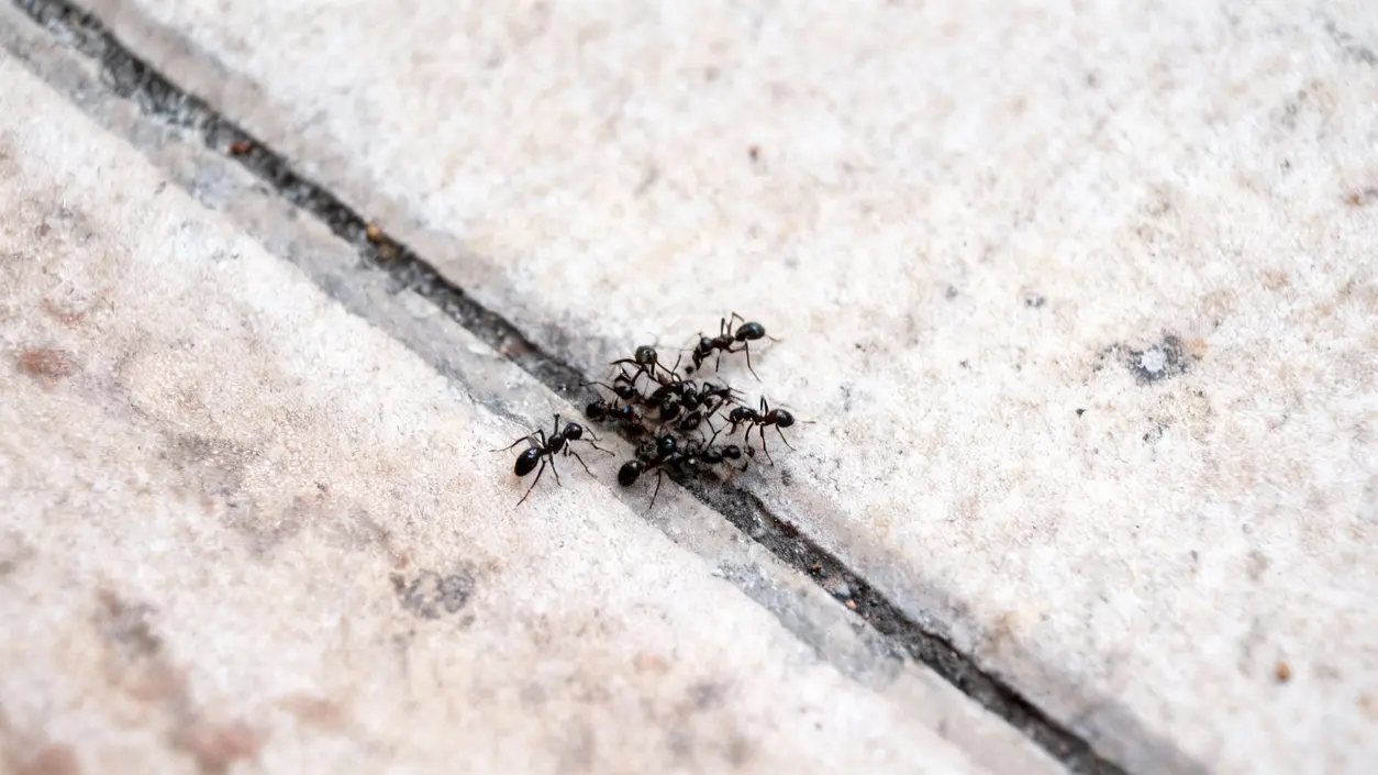 Formiche che si muovono in una fessura tra le piastrelle del pavimento