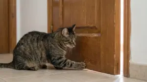 Gatto tigrato che cerca di aprire una porta socchiusa con la zampa