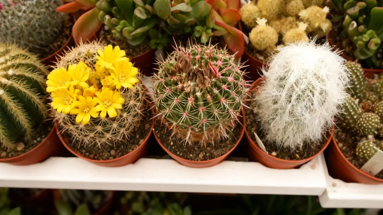 Varietà di piante grasse in vasi di plastica marrone su uno scaffale bianco
