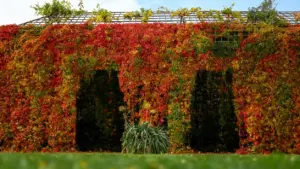 Parete coperta da piante rampicanti dai colori autunnali in un giardino