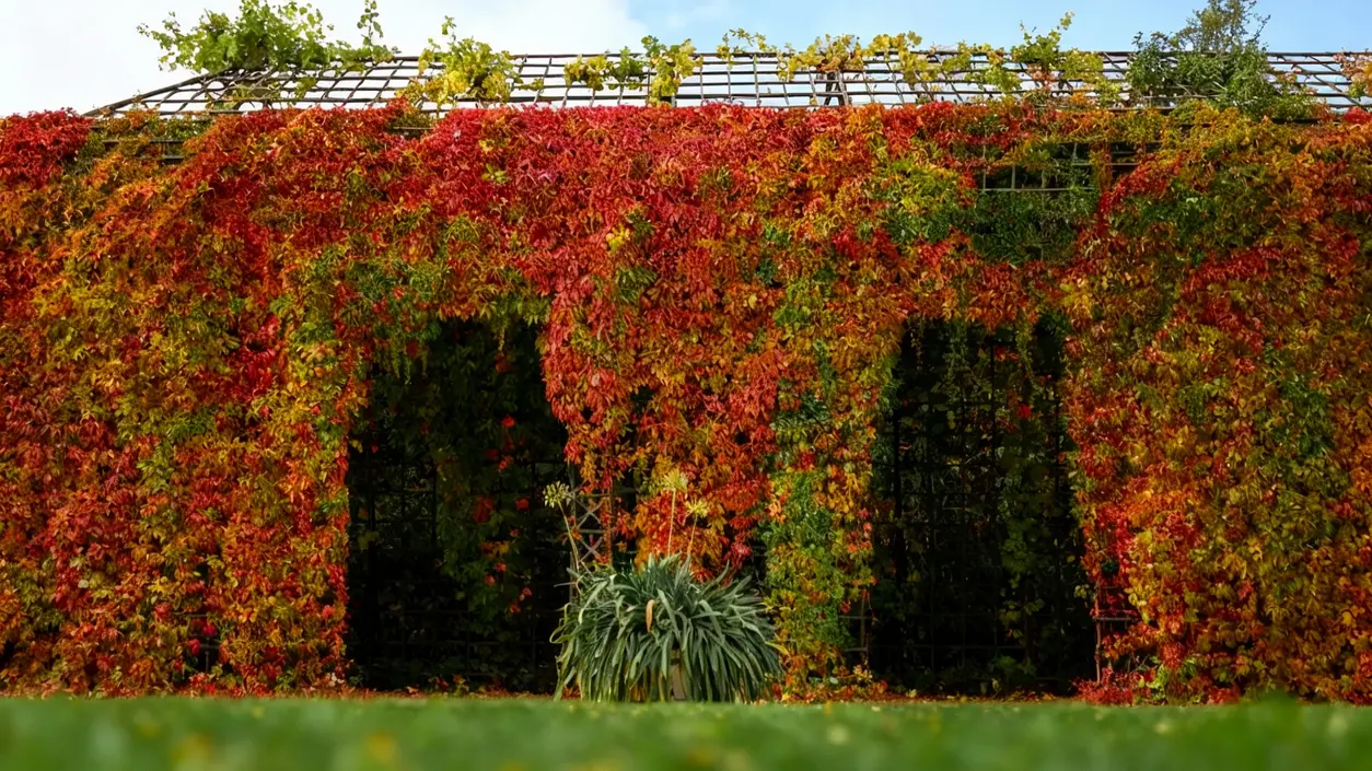 Parete coperta da piante rampicanti dai colori autunnali in un giardino