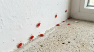 Piccoli ragni rossi su un muro vicino a una finestra all'interno di una casa