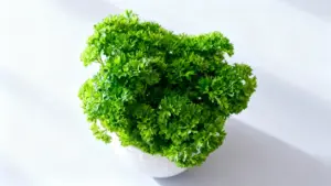 Vaso con prezzemolo fresco e rigoglioso su sfondo bianco illuminato dalla luce naturale