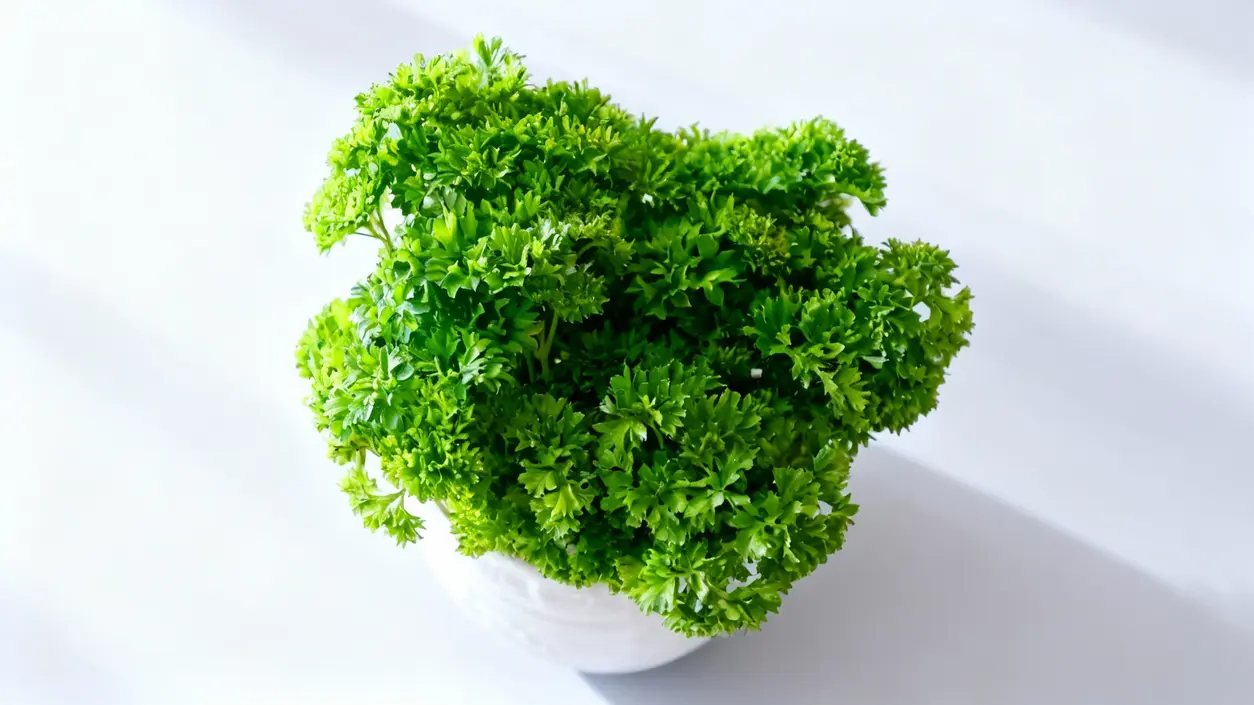 Vaso con prezzemolo fresco e rigoglioso su sfondo bianco illuminato dalla luce naturale