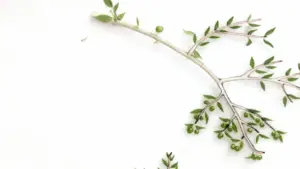 Ramo con piccole olive verdi e foglie su sfondo chiaro