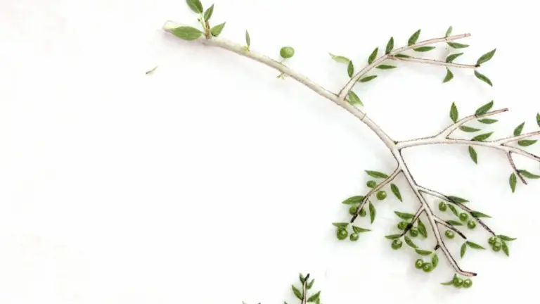 Ramo con piccole olive verdi e foglie su sfondo chiaro