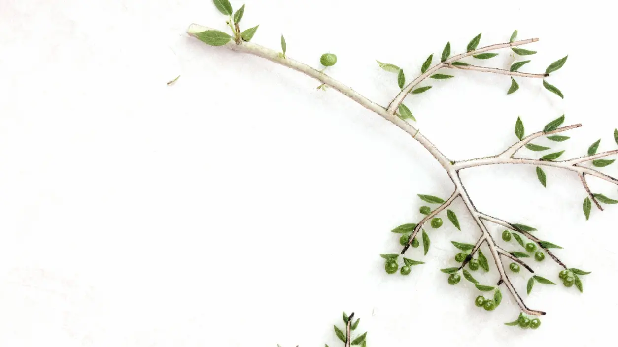 Ramo con piccole olive verdi e foglie su sfondo chiaro