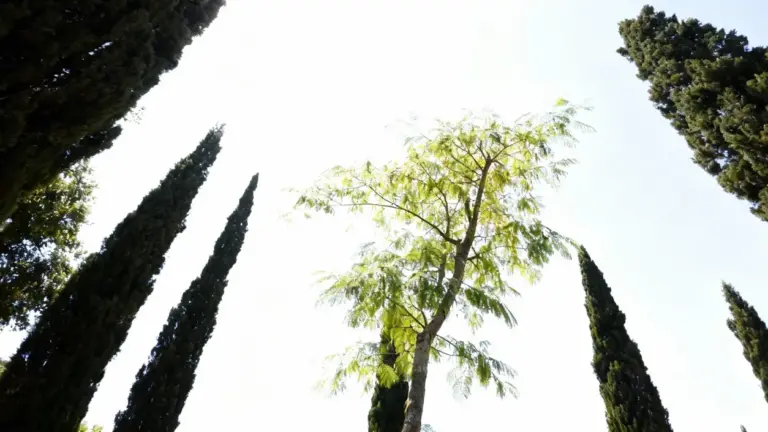Albero con foglie leggere circondato da alti cipressi contro un cielo luminoso