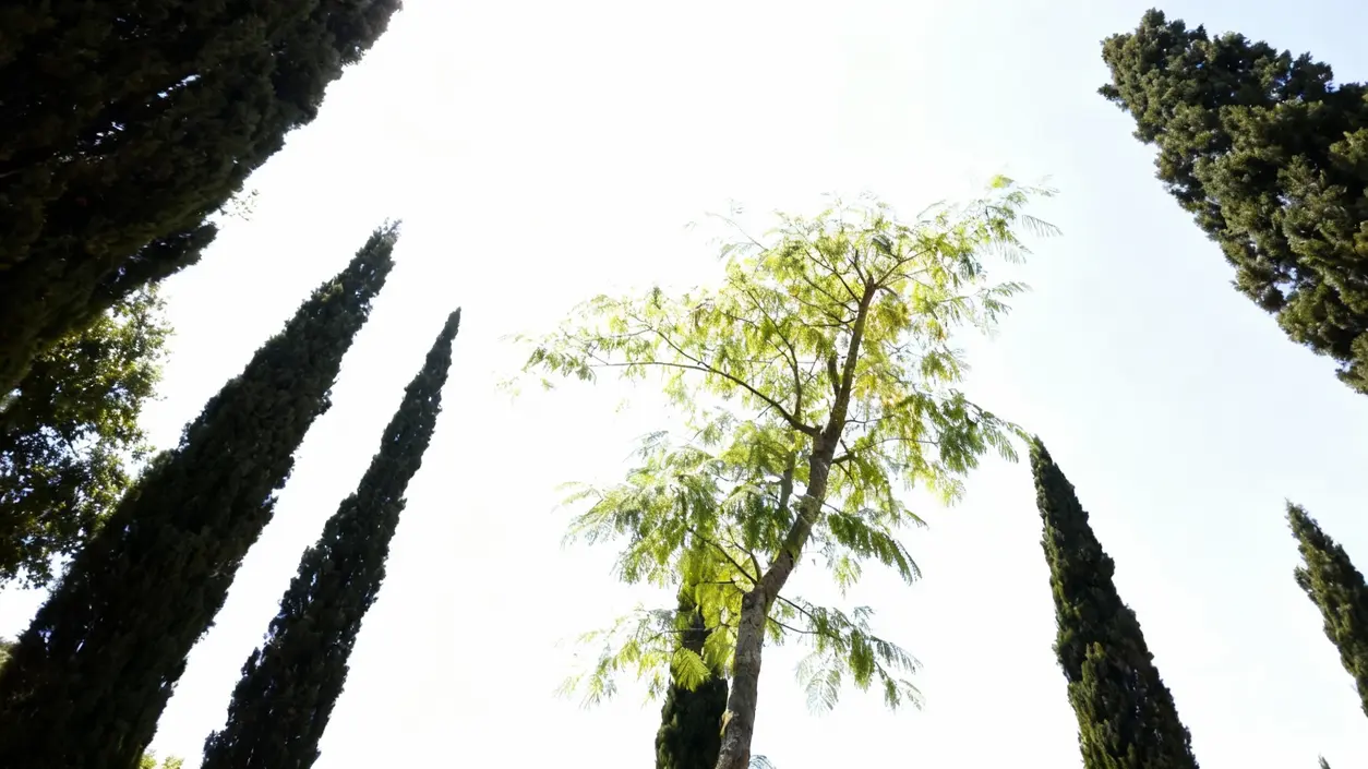 Albero con foglie leggere circondato da alti cipressi contro un cielo luminoso