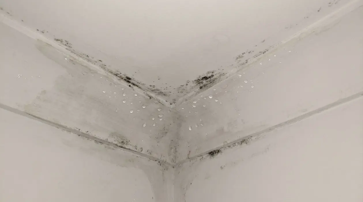 Gocce di condensa e macchie di muffa in un angolo del soffitto di una stanza
