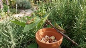 Cavallette su piante aromatiche accanto a un vasetto con aglio e peperoncino