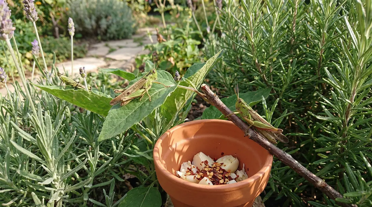 Cavallette su piante aromatiche accanto a un vasetto con aglio e peperoncino