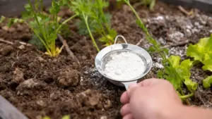 Una mano sparge bicarbonato di sodio sul terreno vicino a piante di ortaggio