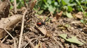 Una vedova nera in una ragnatela tra rami secchi nel giardino